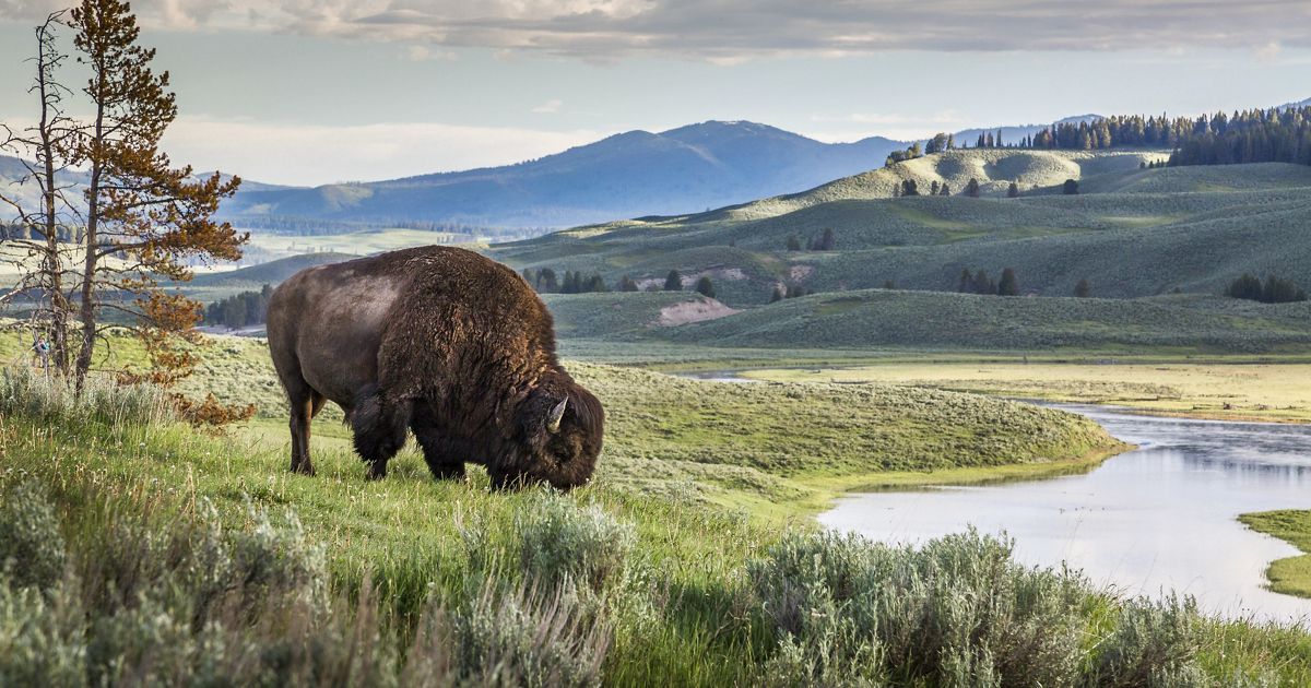 Yellowe Stone NAtional Park